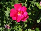 D2110 rose photo
