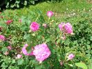 D2110 rose photo