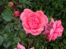 La France de '89 rose photo