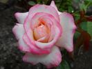 LAMinuette rose photo