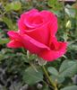 Grace Queen rose photo