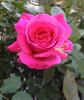 Grace Queen rose photo