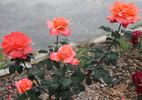 Maria Stern rose photo