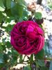 Antoine Ducher rose photo