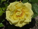 Hotel California rose photo