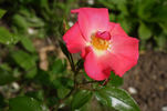 Agatha rose photo