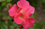 Agatha rose photo