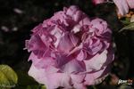Abailard rose photo