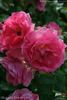 Abelzieds rose photo