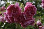 Abelzieds rose photo