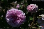Adèle Pavie rose photo