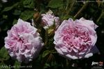 Adèle Pavie rose photo