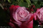 Albert Poyet rose photo