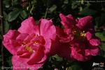 Aliénor d'Aquitaine rose photo