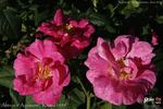 Aliénor d'Aquitaine rose photo
