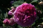 Ambroise Paré rose photo