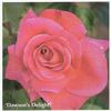 Dawson's Delight rose photo