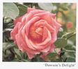 Dawson's Delight rose photo
