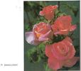 Dawson's Delight rose photo