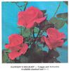 Dawson's Delight rose photo