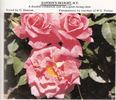 Dawson's Delight rose photo