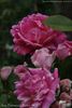 Anči Böhmová rose photo