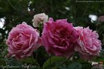 Anči Böhmová rose photo