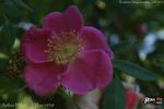 Arthur Hillier rose photo