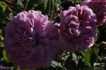 Bacchante rose photo