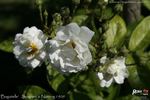 Bagatelle (hybrid multiflora, Soupert rose photo