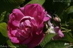 Ballady rose photo