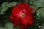 Benvenuto ® rose photo