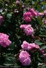 Bérangère rose photo