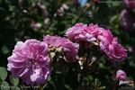 Bérangère rose photo