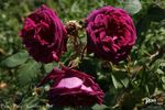 Black Boy rose photo