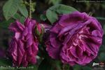 Black Boy rose photo