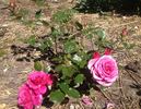 Flemington Racecourse rose photo