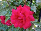 Fuëgo rose photo
