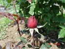 President Eisenhower rose photo