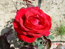 President Eisenhower rose photo