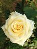 Gift of Love rose photo