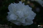 Blanche Simon rose photo