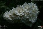 Bonnie Prince rose photo