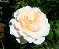 Anastasie rose photo