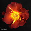 Tootsie's Lounge rose photo