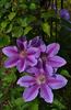 Bees Jubilee clematis photo
