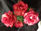 Renegade rose photo