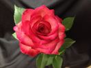 Renegade rose photo