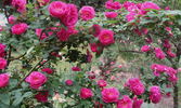 Maurice Bernardin rose photo