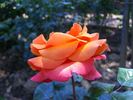 Fyvie Castle rose photo